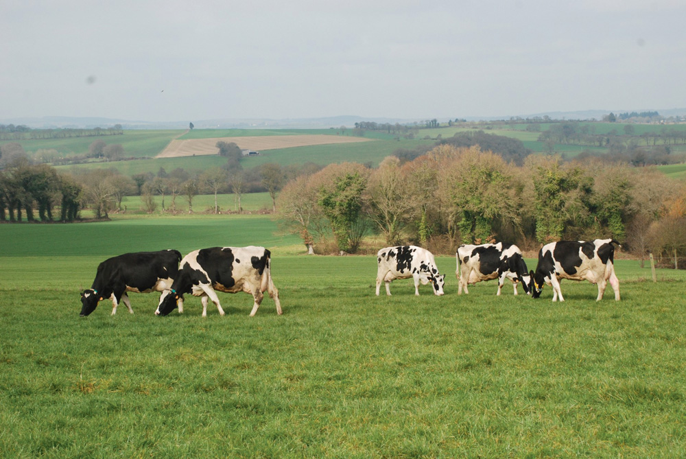 Photo of Les eurodéputés préservent l’élevage de ruminants 