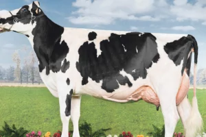 evolution-prim-holstein-genetique-taureau-lait-index-genomique