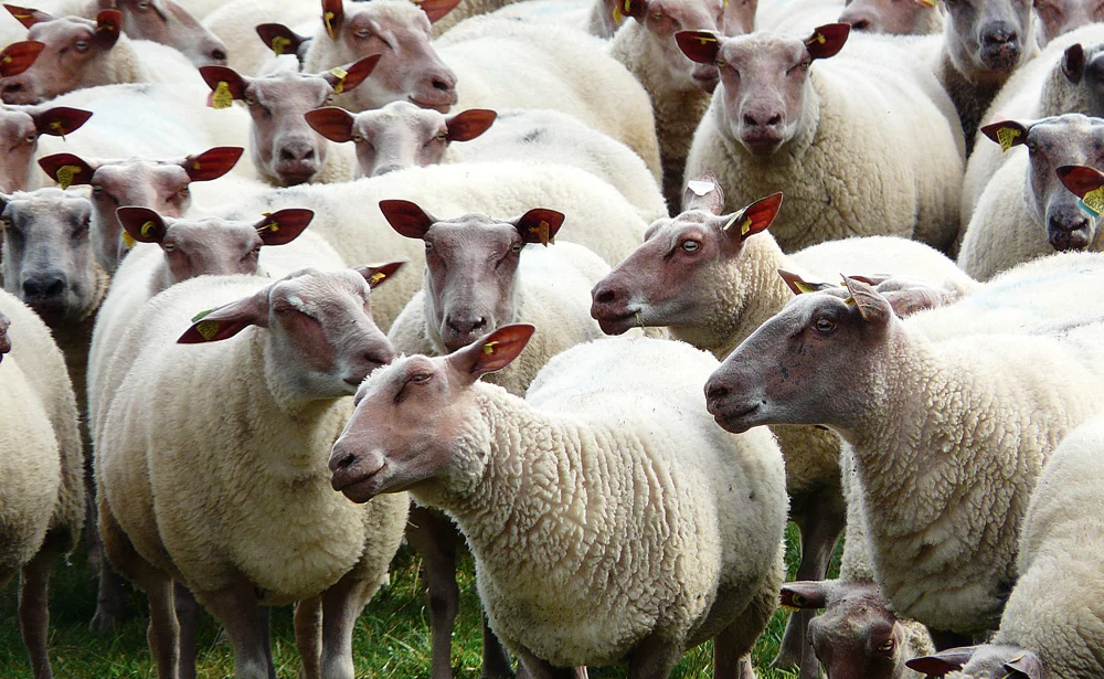 federation-nationale-ovine-stephane-le-foll-reforme-pac-fno - Illustration Une Pac favorable aux ovins