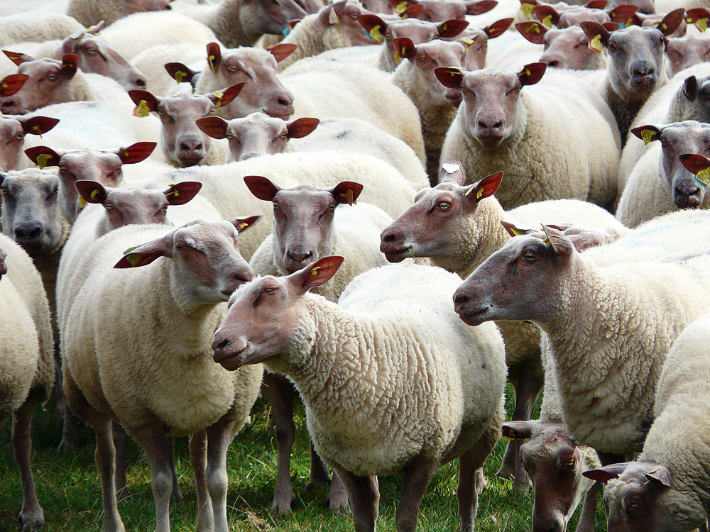 federation-nationale-ovine-stephane-le-foll-reforme-pac-fno - Illustration Une Pac favorable aux ovins