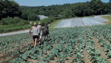 ferme-maraichere-berne-carole-michel-le-goff-legume-ane