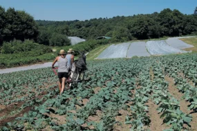 ferme-maraichere-berne-carole-michel-le-goff-legume-ane