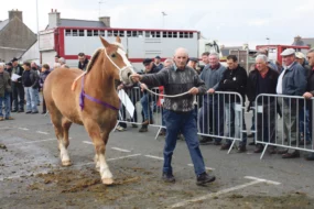 foire-plaintel-cheval-2014