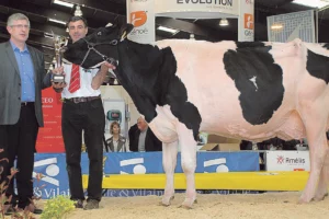 foire-rennes-concours-bovin-2014-prim-holstein-space