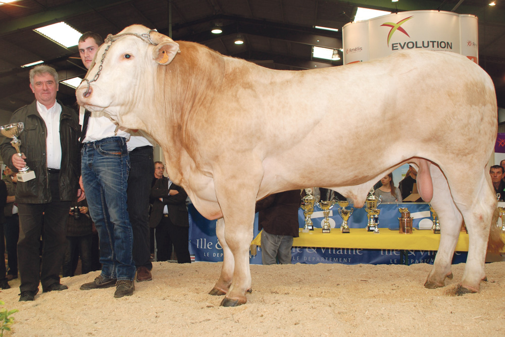 gamay-concours-bovin-charolais-blond - Illustration La jeunesse à l’honneur en Blond