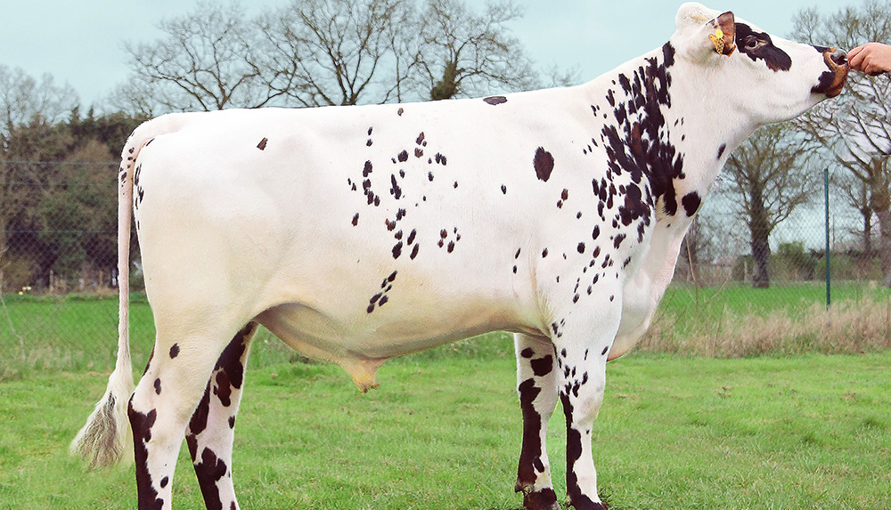 genetique-normande-meilleure-progression-lait-taureau - Illustration La génétique Normande accélère