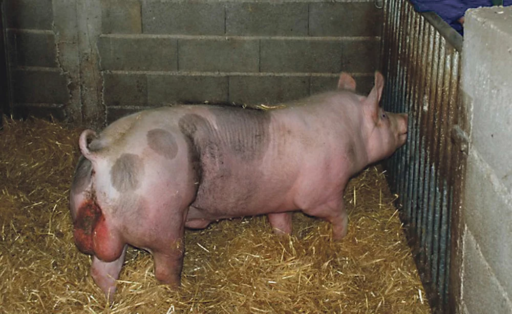 genetique-porc-adn-semence-truie-cochette - Illustration Le verrat Rekor fait son chemin