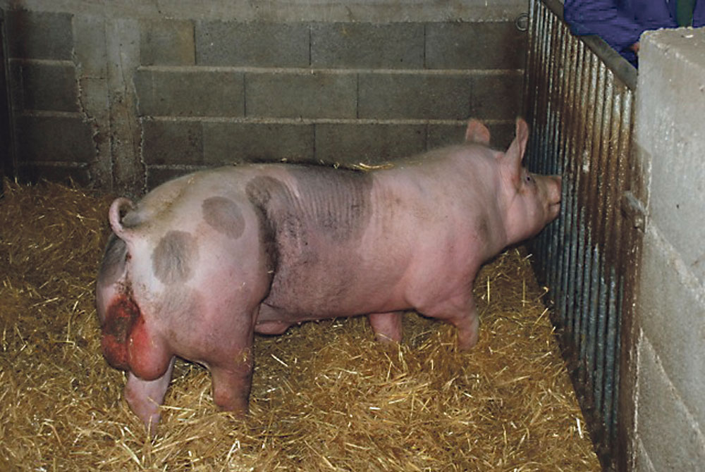genetique-porc-adn-semence-truie-cochette - Illustration Le verrat Rekor fait son chemin