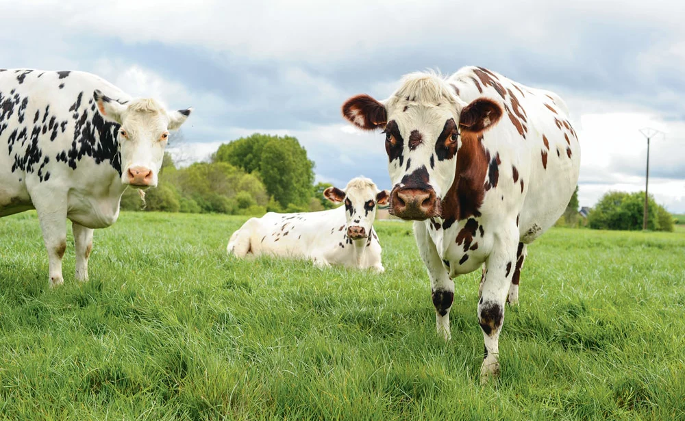 lait-bio-prix-bassin-versant-aide - Illustration Réfléchir à la conversion en bio