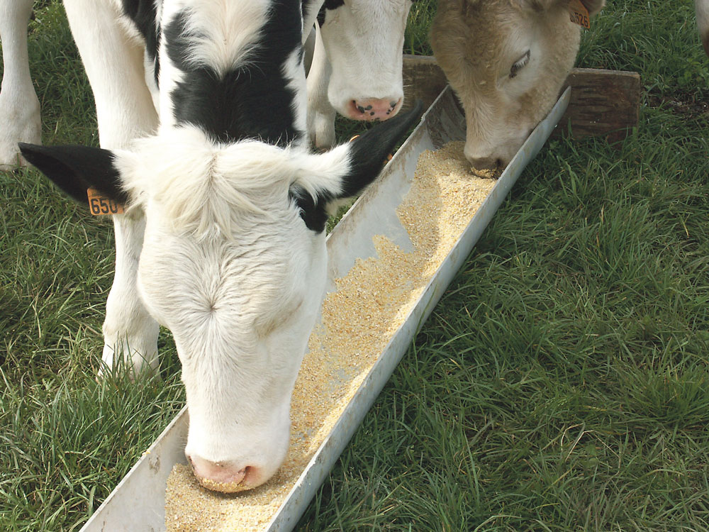 lait-genisse-travarez-herbe-mais-parcelle - Illustration Dehors les petites génisses