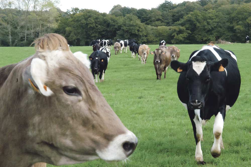 lait-vache-laitiere-paturage-cedapa-gab-quota-elevage-prix - Illustration Bruxelles a les outils pour réguler