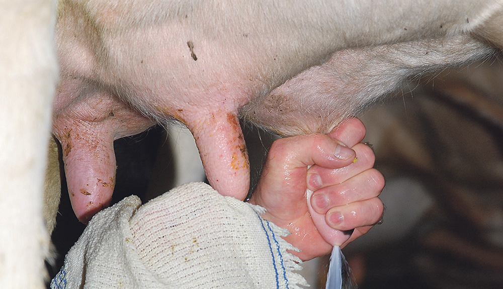 lait-vache-norme-reglementation-europeenne-paquet-hygiene - Illustration Le lait hors normes sous le microscope de la réglementation