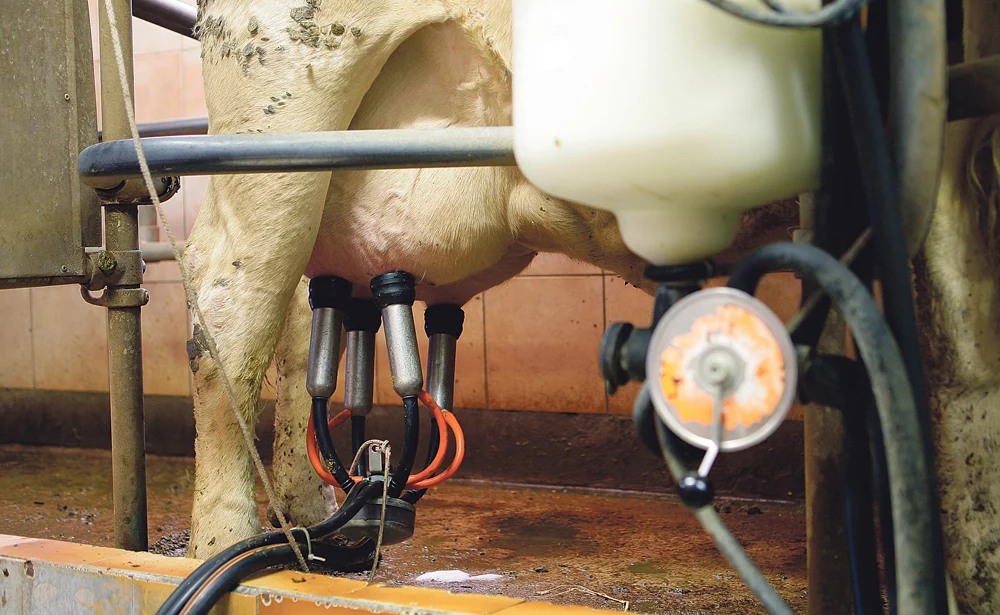 lait-vache-traite-tresorerie-tableau-de-bord - Illustration Détérioration de la rentabilité des industries laitières bretonne en 2015