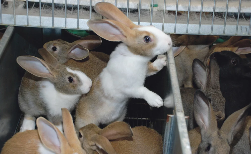 lapin-cunicole-groupement-producteur-grand-ouest-france - Illustration Lapins : la filière demande au gouvernement une vaccination «massive» contre la VHD