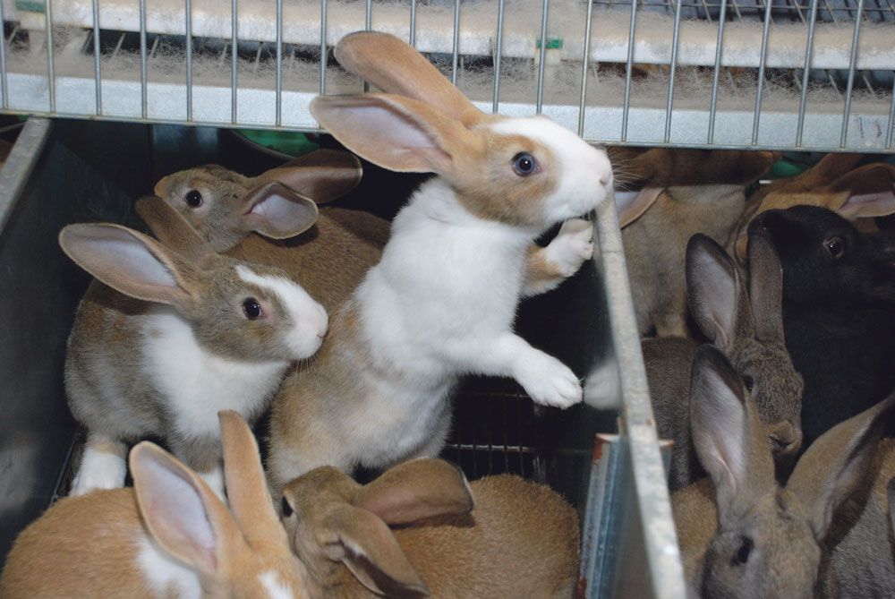 Photo of Des prix pour sauver la filière lapin