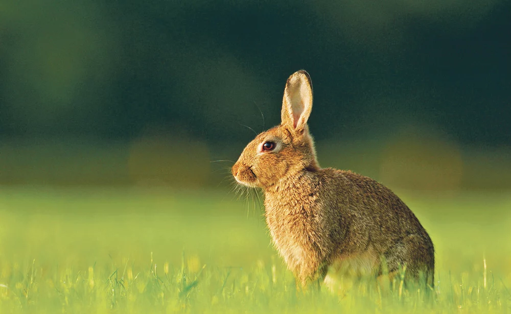 lapin-de-garenne-degat-exploitation-reproduction-rapide - Illustration Gestion des lapins de garenne