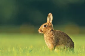 lapin-de-garenne-degat-exploitation-reproduction-rapide