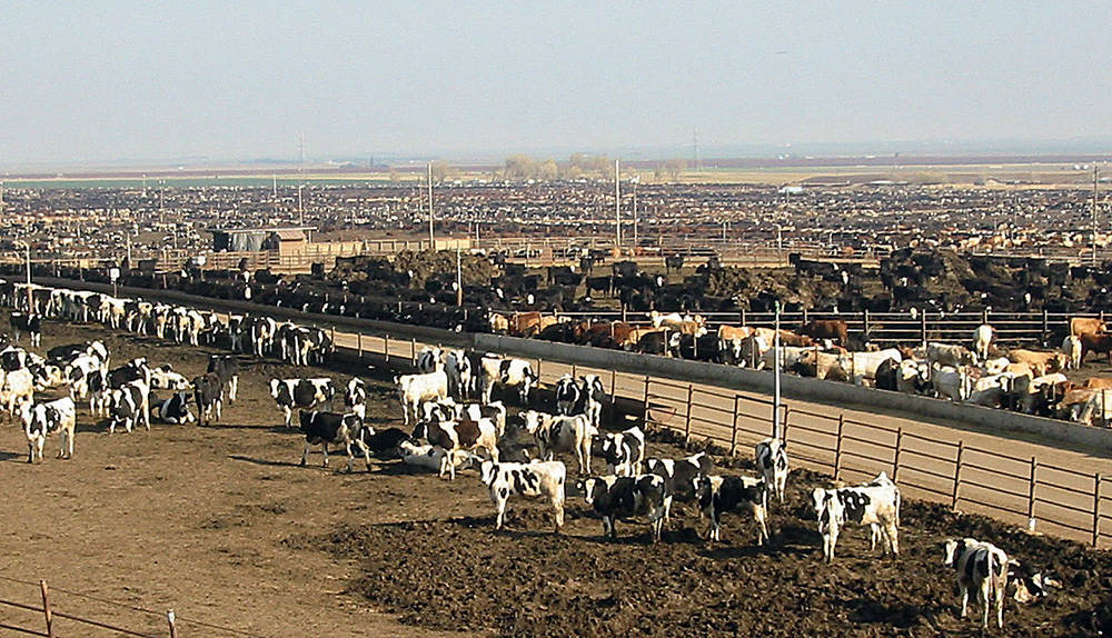 libre-echange-vache-bovin-porc-viande-alimentation - Illustration Des marchés de la viande très convoités