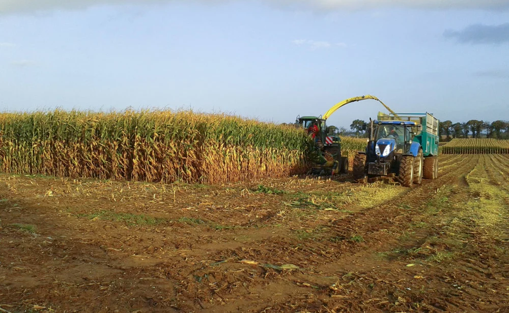 mais-ensilage-recolte-fourrage-triskalia-semis-cereale - Illustration La production européenne de maïs rehaussée à 59,4 Mt