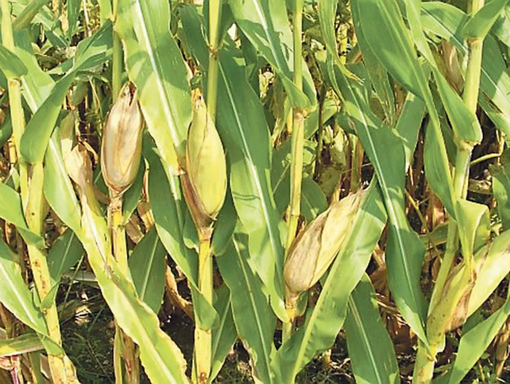 mais-transgenique-ogm-loi-assemblee-nationale-monsanto