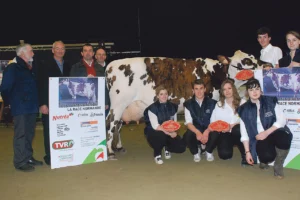 normande-vache-laitiere-concours-agri-deiz-bovin-morlaix-2014