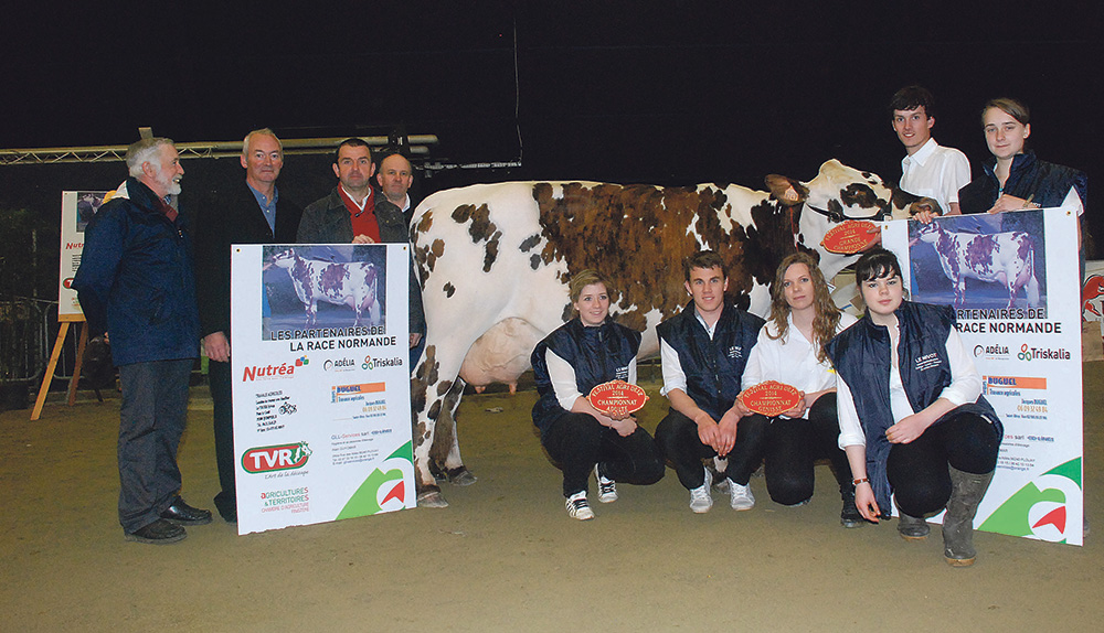 normande-vache-laitiere-concours-agri-deiz-bovin-morlaix-2014 - Illustration Festival de races à l’Agrideiz