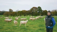 ovin-agneau-brebis-gestation-alimentation-foin-herbe-anthony-civel