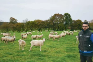 ovin-agneau-brebis-gestation-alimentation-foin-herbe-anthony-civel