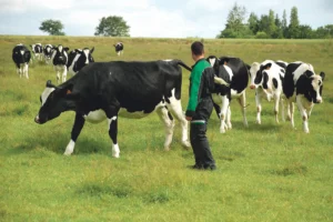 partag-emploi-exploitation-agricole-temps-travail-vache-laitiere-prim-holstein