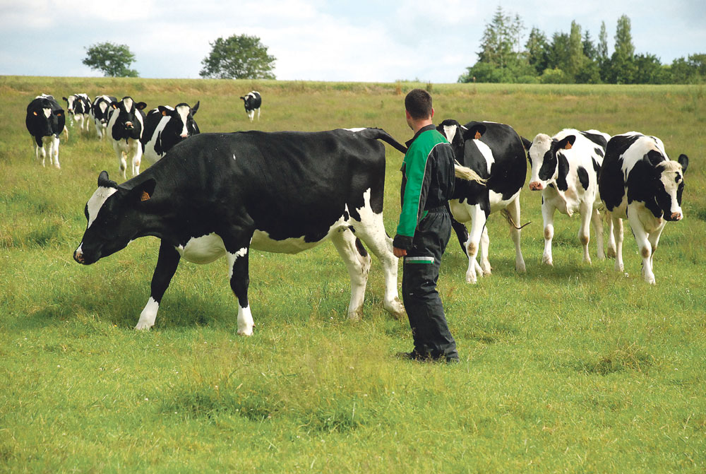 partag-emploi-exploitation-agricole-temps-travail-vache-laitiere-prim-holstein