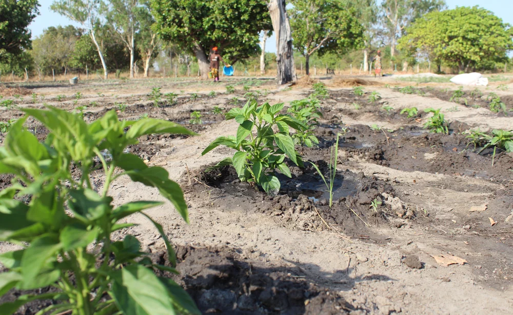 pomme-de-terre-senegal-tubercule-semence-consommation-mildiou-recolte-agronomie - Illustration La pomme de terre peut contribuer à nourrir l’Afrique