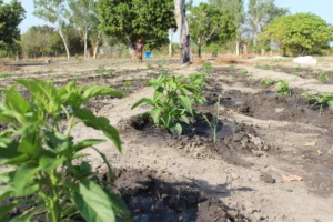 pomme-de-terre-senegal-tubercule-semence-consommation-mildiou-recolte-agronomie