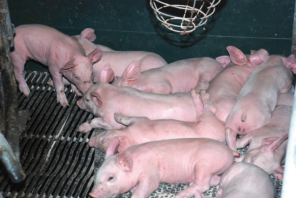 porc-dep-porcelet-prix-cours-mondiaux-embargo-russe - Illustration Le prix du porc dans une boule de cristal