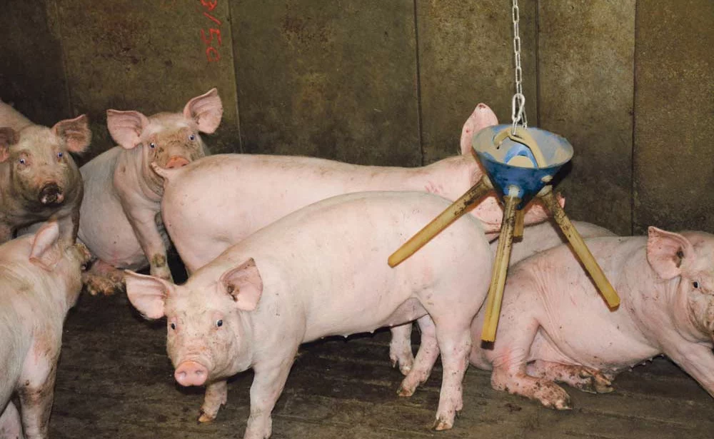 porc-fleury-michon-label-rouge-antibiotique-ogm - Illustration Les porcs de l’EARL Lefeuvre montent en gamme
