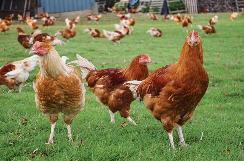 poulet-porc-lapin-label-rouge-aviculture-volaille-fermier-argoat - Illustration Bilan mitigé selon les productions