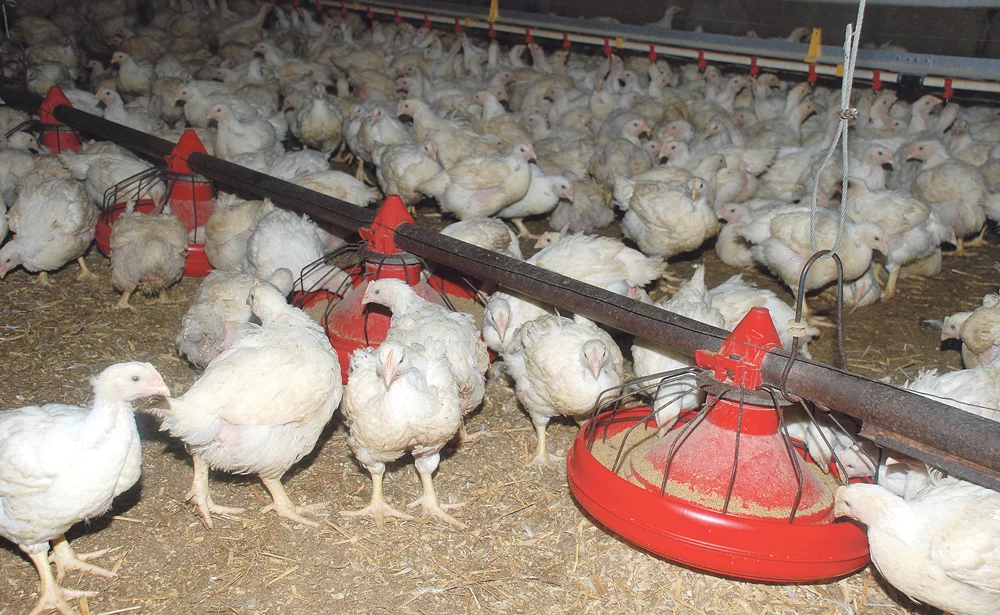 poulet-volaille-aviculture-export-bialn-2013-avenir-filiere - Illustration Casino lance le premier étiquetage sur le bien-être animal