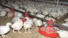 poulet-volaille-aviculture-export-bialn-2013-avenir-filiere