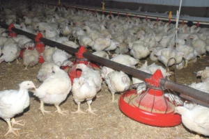 poulet-volaille-aviculture-export-bialn-2013-avenir-filiere