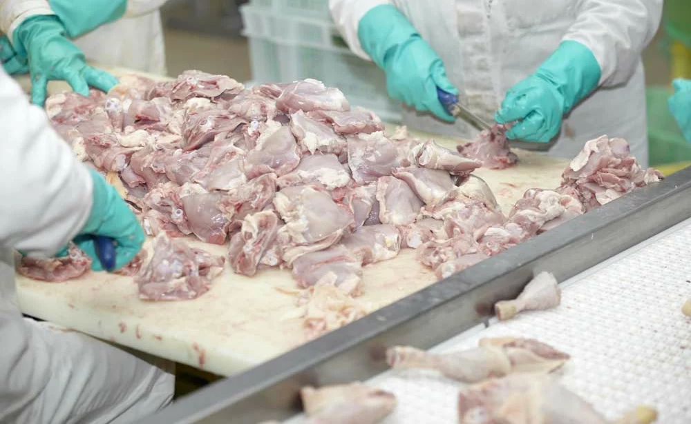 poulet-volaille-aviculture-libre-echange-export-prix - Illustration Les abattages de volailles sont en baisse en mars