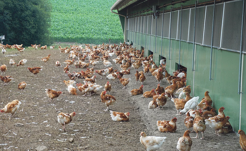 poulet-volaille-label-rouge-pascale-magdelaine-itavi - Illustration Le poulet label de plus en  plus cher à produire