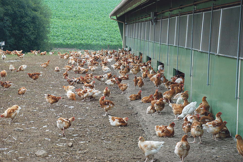 Photo of Le poulet label de plus en  plus cher à produire