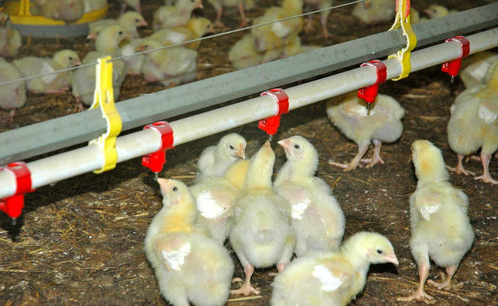 poussin-poulet-volaille-aviculture-dpu-export-pac-aide - Illustration Quelles aides Pac pour la volaille de chair ?