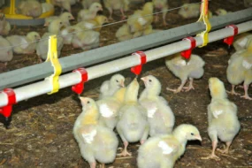 poussin-poulet-volaille-aviculture-dpu-export-pac-aide