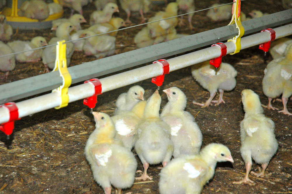 poussin-poulet-volaille-aviculture-dpu-export-pac-aide - Illustration Quelles aides Pac pour la volaille de chair ?