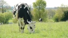 prim-holstein-ray-grass-paturage-fourrage-proteine-culture