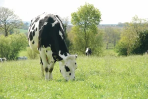 prim-holstein-ray-grass-paturage-fourrage-proteine-culture