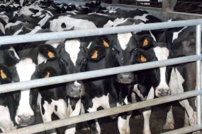 prim-holstein-vache-laitiere-lait-recherche-developpement-herbe-mais-azote-climat-directive-nitrate