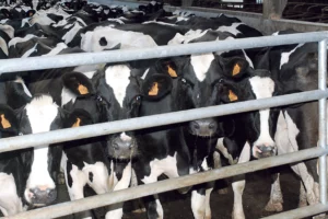 prim-holstein-vache-laitiere-lait-recherche-developpement-herbe-mais-azote-climat-directive-nitrate