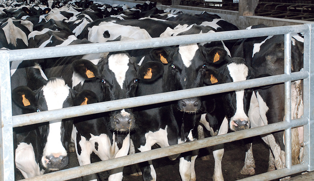 prim-holstein-vache-laitiere-lait-recherche-developpement-herbe-mais-azote-climat-directive-nitrate