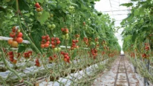 production-tomate-energie-electricite-economie-cogeneration